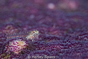 A sneaky Red Banner Blenny scurries over a sea of purple ... by Henley Spiers 